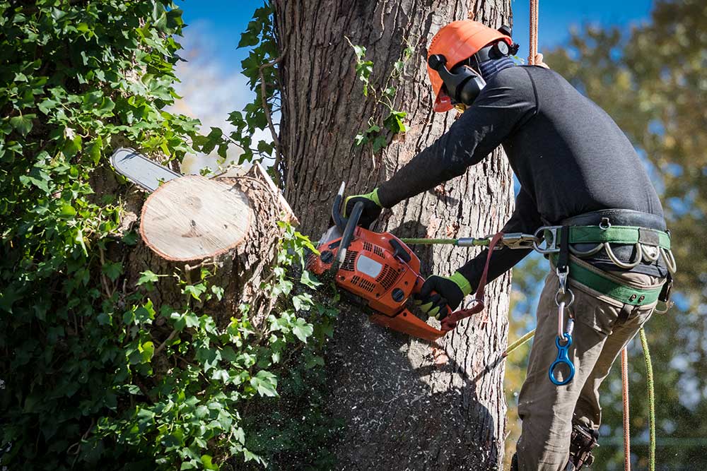 tree-service-business-5